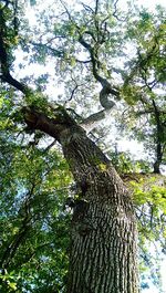 Low angle view of trees against sky