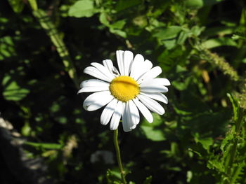 Close-up of white daisy flower