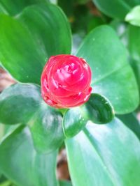 Close-up of plant