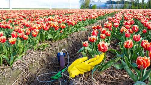 Close-up of yellow flowering plants on field