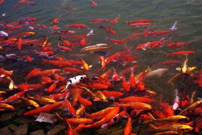 The beauty of koi fish in the clear lake