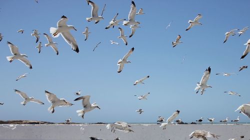 Flock of seagulls flying