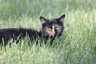 Portrait of a cat on grass