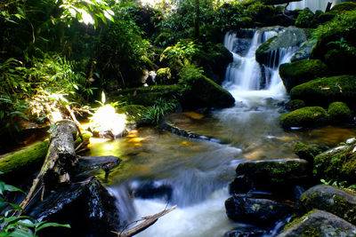 Scenic view of waterfall in forest