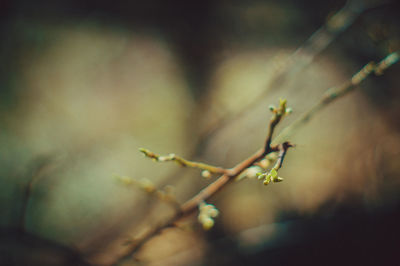 Close-up of insect on plant