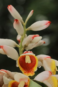 Beautiful black cardamom flowers blooming in spring season