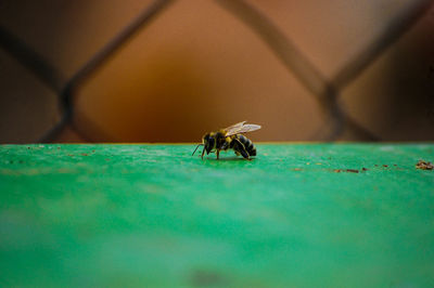 Close-up of spider