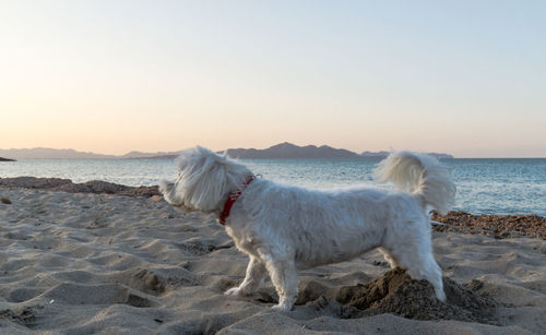 Dog standing on beach against clear sky