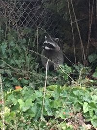 Close-up of bird perching on tree