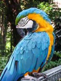 Close-up of blue parrot perching on tree