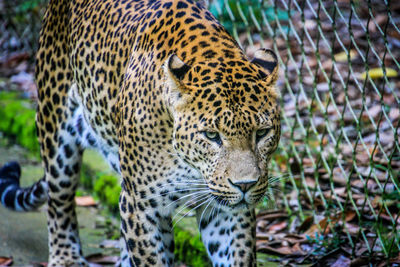 Close-up of tiger