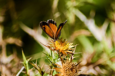 Butterfly perching on flower