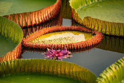 Close-up of yellow flowering plants in lake