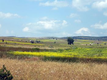 Scenic view of agricultural field against sky