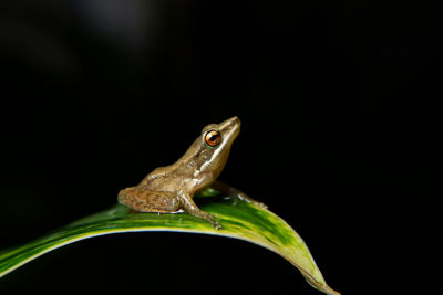 Close-up of frog on leaf against black background