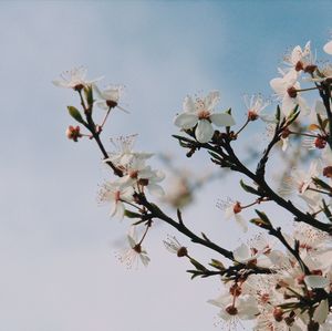 Low angle view of cherry blossoms in spring