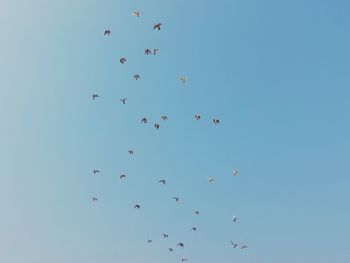 Low angle view of flock of birds in sky