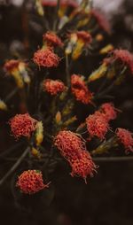 Close-up of red berries on plant during autumn