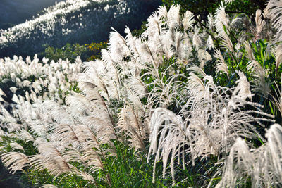 Close-up of plants growing on field