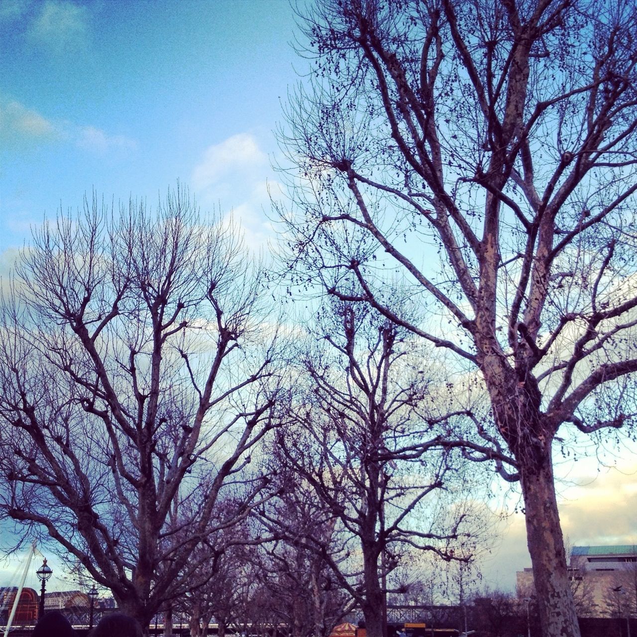 bare tree, tree, branch, sky, low angle view, building exterior, built structure, architecture, silhouette, blue, cloud - sky, nature, tree trunk, outdoors, cloud, tranquility, no people, beauty in nature, day, dusk