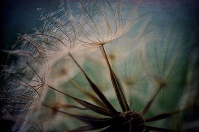 Close-up of plant against sky