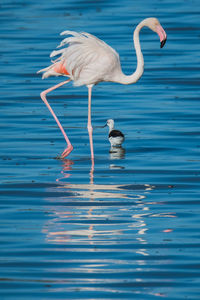 View of birds in water