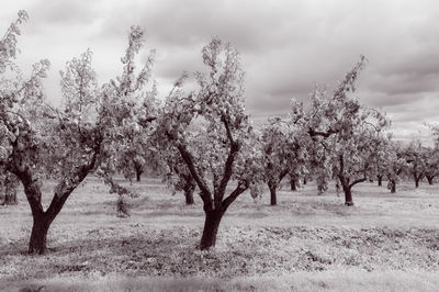 Trees on field against sky