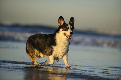 Dog running in sea