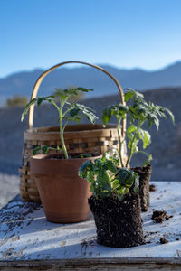 Table top view of gardening or potting bench with young tomato plants, clay pot, garden basket