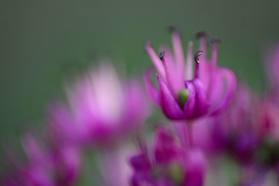 Close-up of pink flower blooming outdoors
