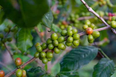 Coffee beans ripening on tree in north of thailand