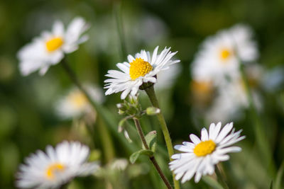 Close-up of daisy flowers