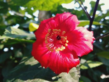 Close-up of red hibiscus blooming outdoors