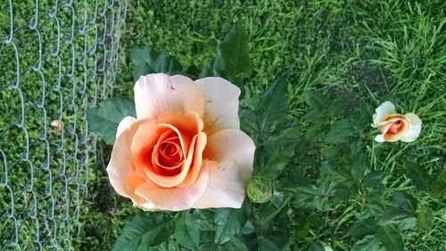 Close-up of rose blooming in garden