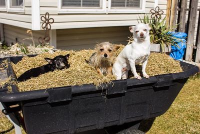 Portrait of dogs amidst hay in wheelbarrow