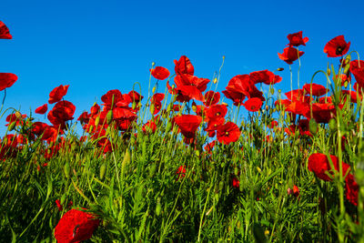 Close-up of red poppy flowers on field