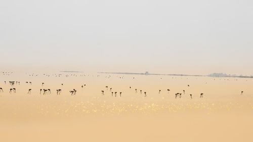 Flock of birds flying in sky