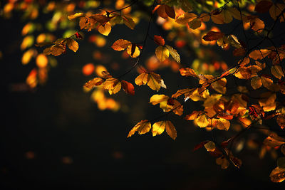 Close-up of leaves on tree during sunset