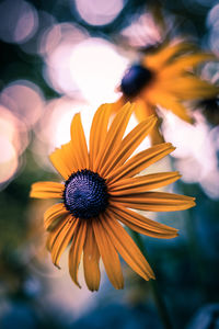 Close-up of yellow flower