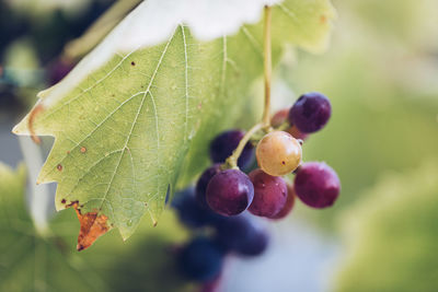 Close-up of berries growing on tree