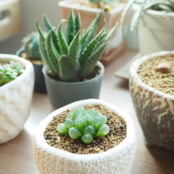 Close-up of potted plant on table