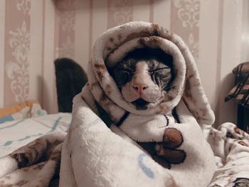 Close-up of animal on bed at home