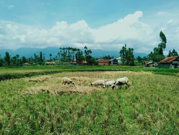 View of sheep on grassy field against sky, the picture of domba garut