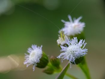 Close-up of purple flowering plant
