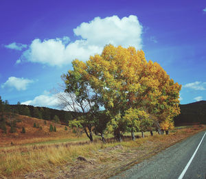 Low angle view of tree against sky