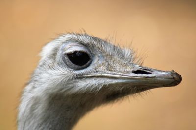 Close-up of a bird looking away