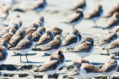 High angle view of seagulls on beach