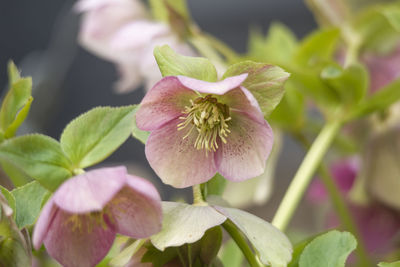 Close-up of pink flowering plant