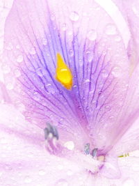 Close-up of wet pink flower