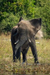 African elephant stands shaking head on riverbank